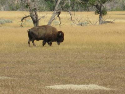 bison1