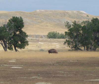 bison2