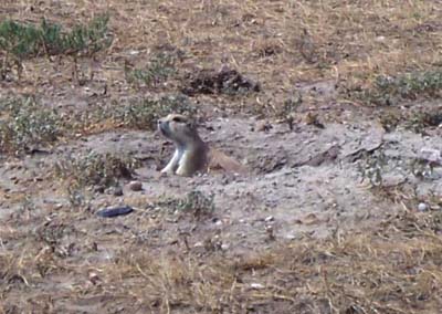 prairiedog2