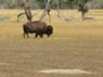 bison1