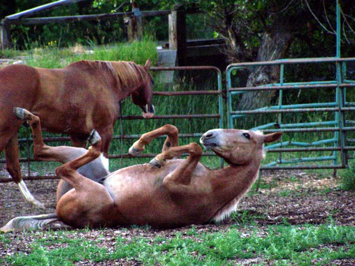 ONE_HAPPY_MULE