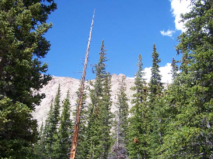 TALL_TIMBER