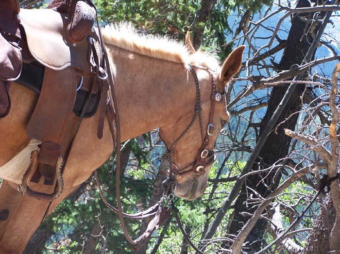 TIRED_MULE