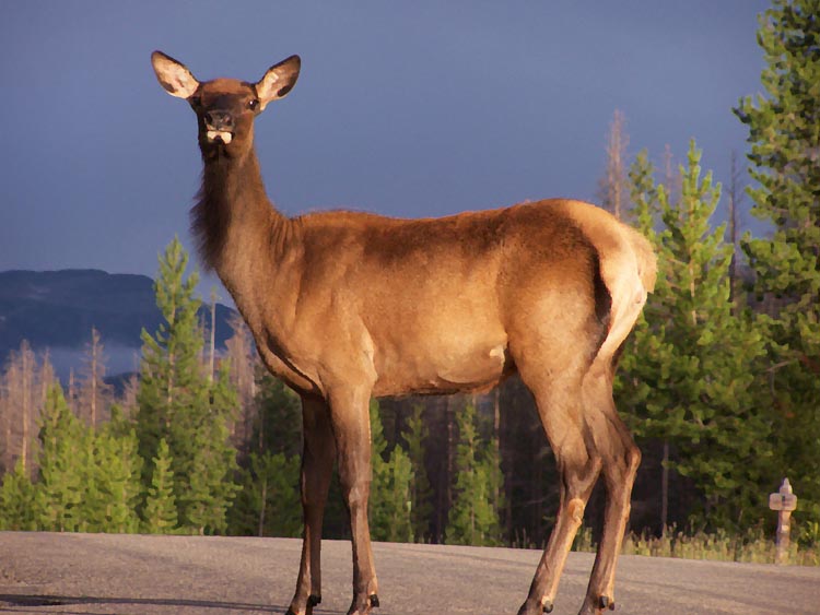 2young_elk_heifer