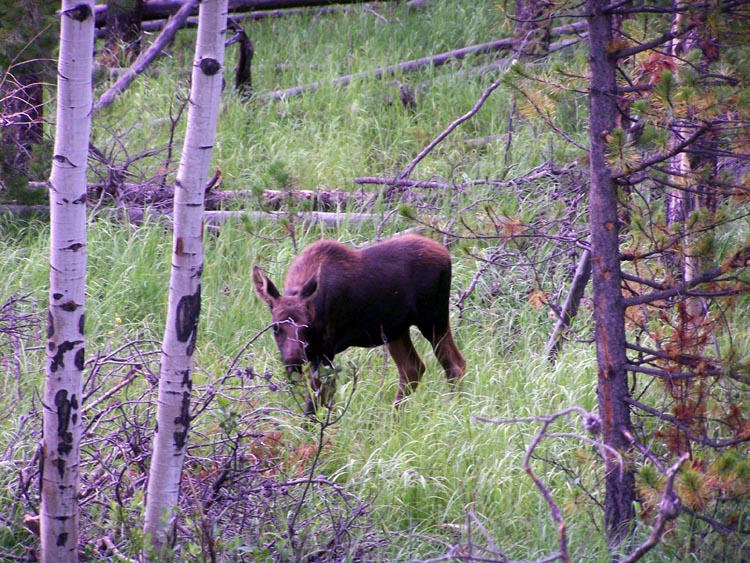 baby_moose