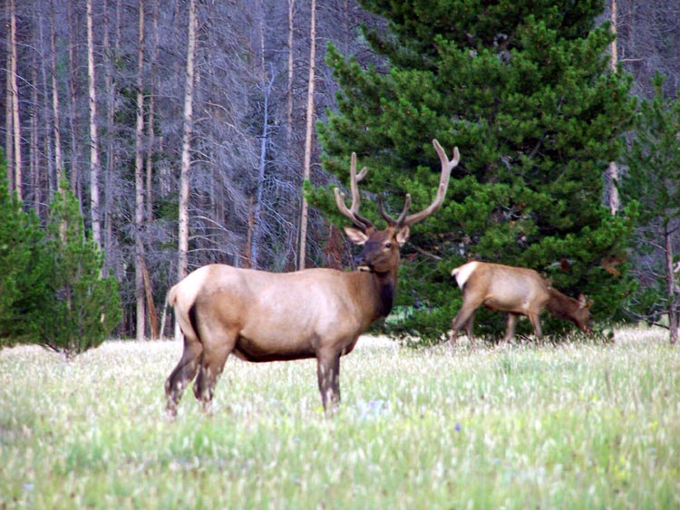 bull_elk