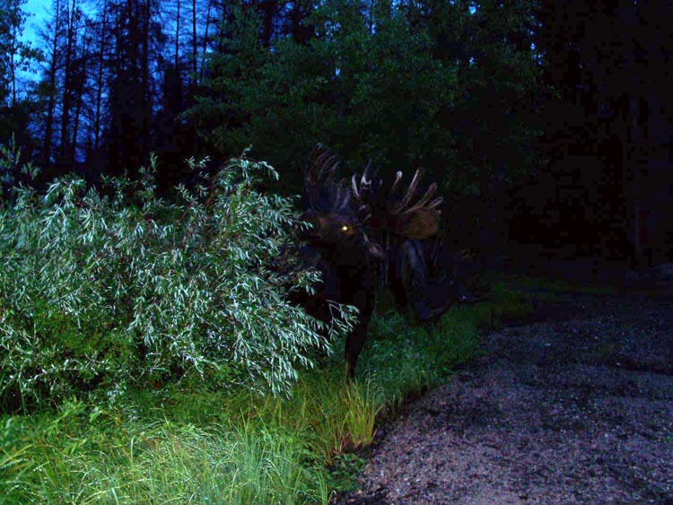 bull_moose_grand_lake