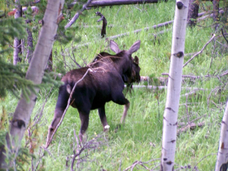 cow_baby_moose
