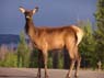 2young_elk_heifer