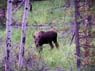 baby_moose