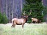 bull_elk