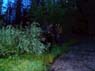 bull_moose_grand_lake