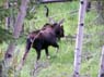 cow_baby_moose