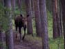 older_moose_cow