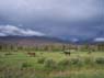 pasture_windingriver